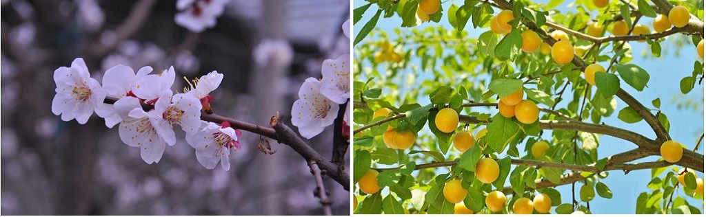 Apricot flower and fruit