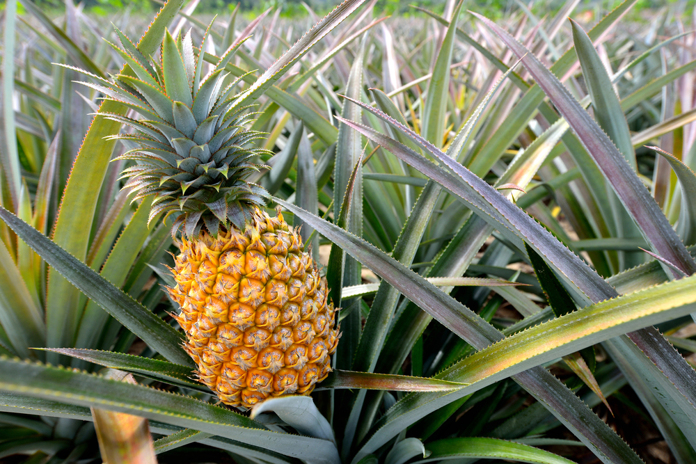 pineapple