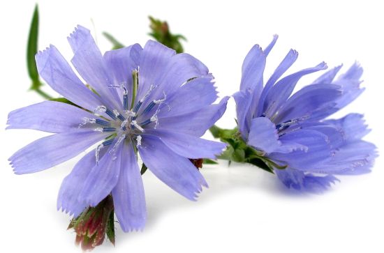 chicory flowers