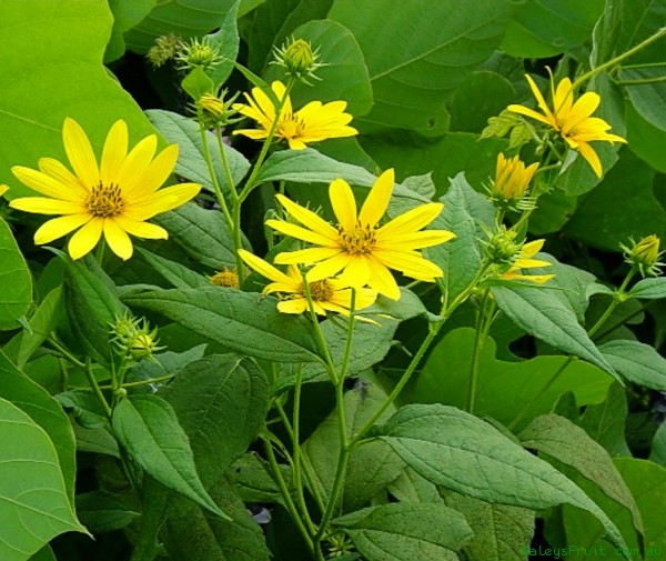 Jerusalem artichoke