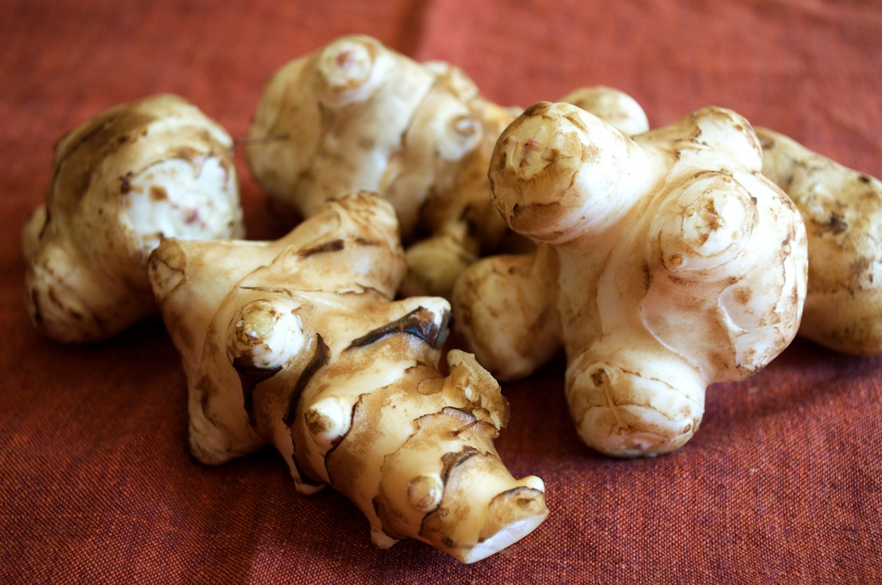 Jerusalem artichoke root