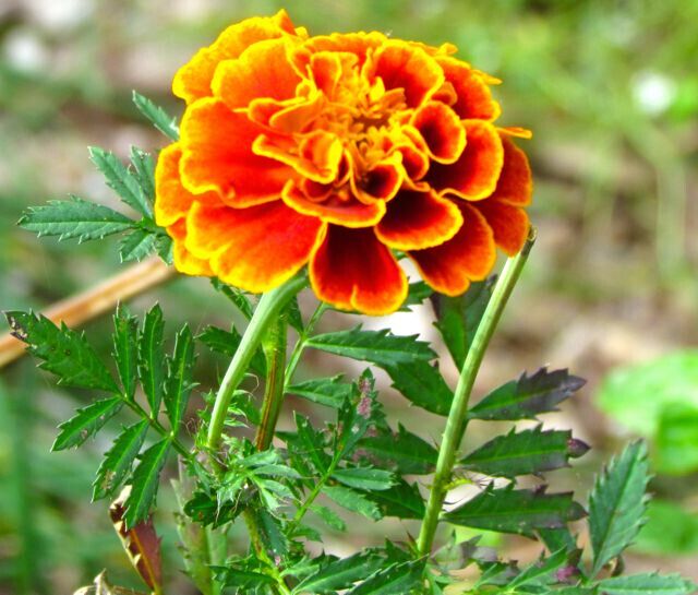 Marigold