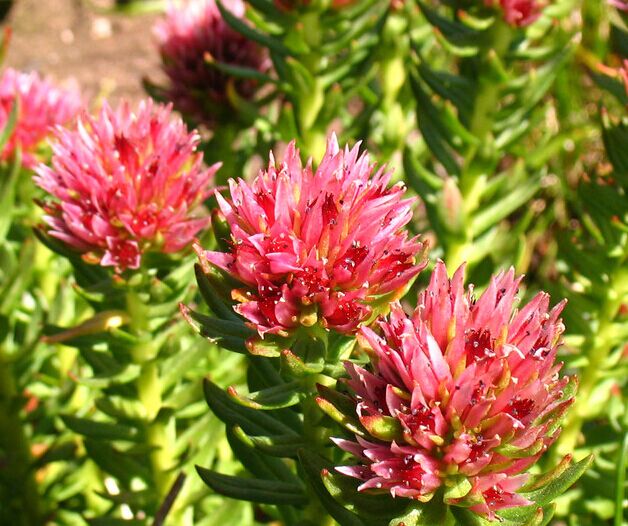 Rhodiola Rosea