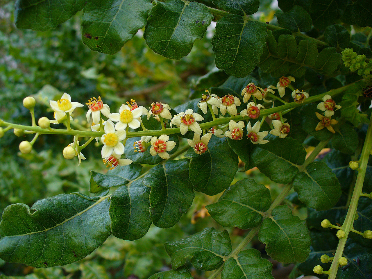 Boswellia serrata tree