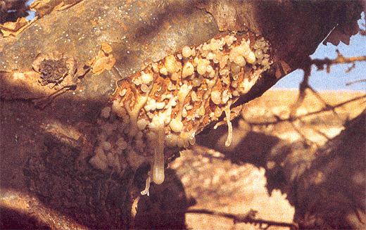 Boswellia serrata tree