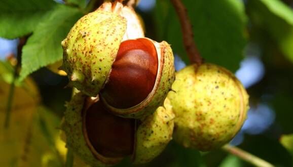 Aescin-Horse Chestnut Extract