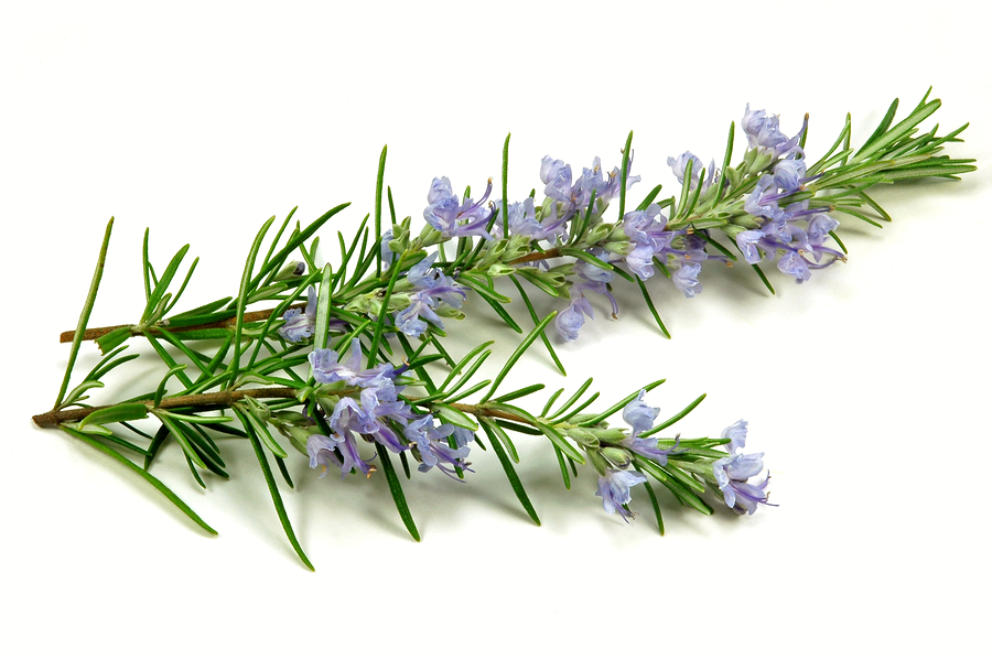 rosemary 