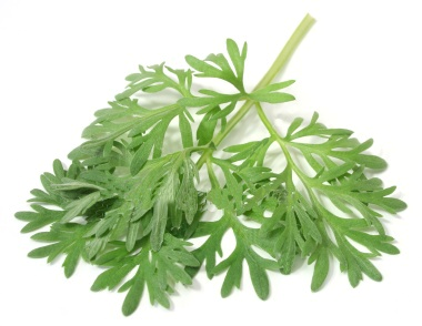 leaves of sweet wormwood