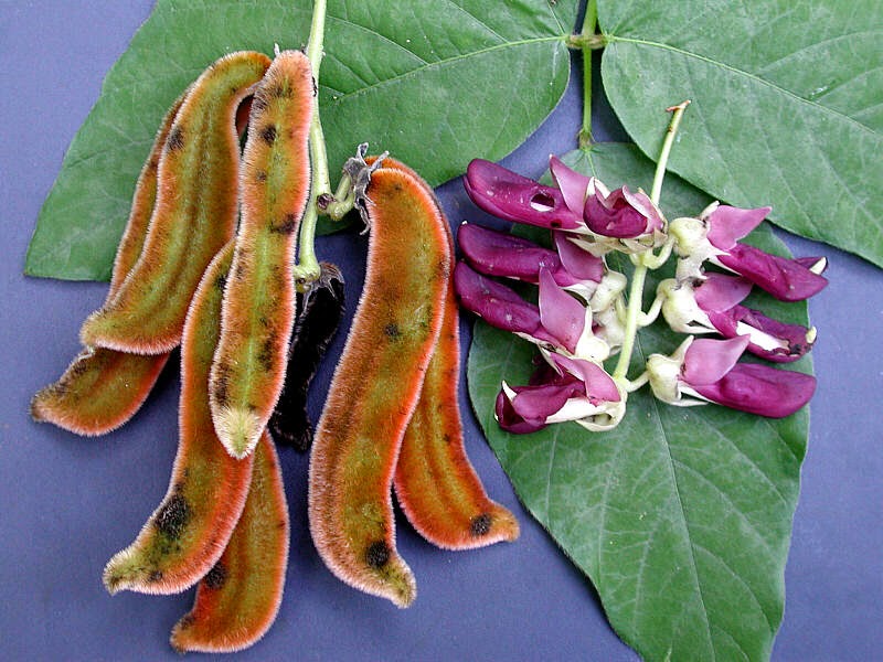 Mucuna pruriens