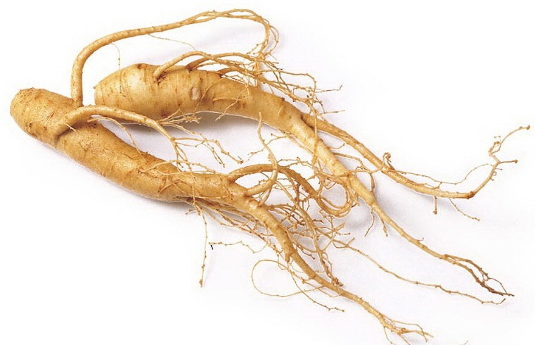 Ginseng root