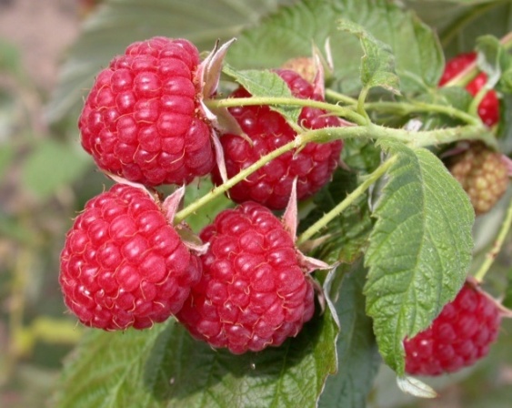 Red raspberry