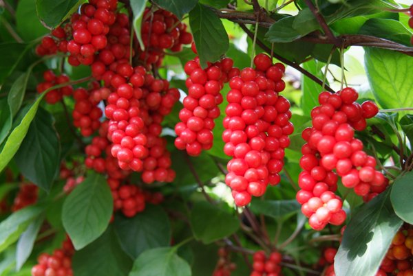 Image result for Schisandra