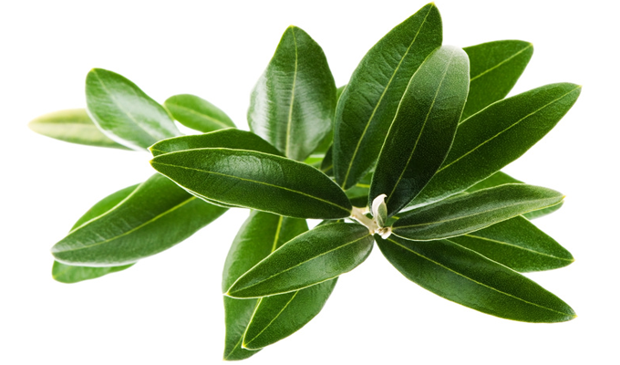 Olive Leaf