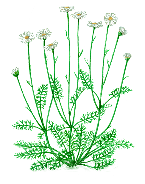 Chrysanthemum cinerariifolium
