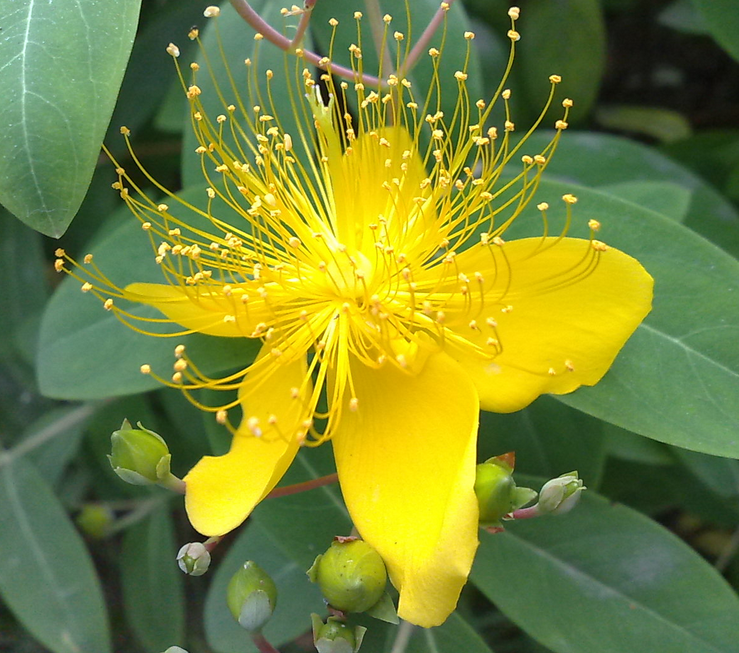 St. Johns Wort 