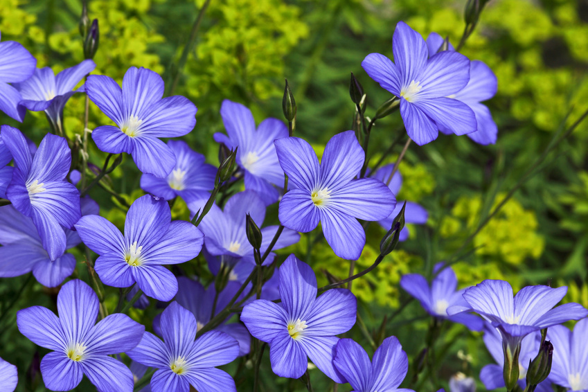 Flaxseed flower