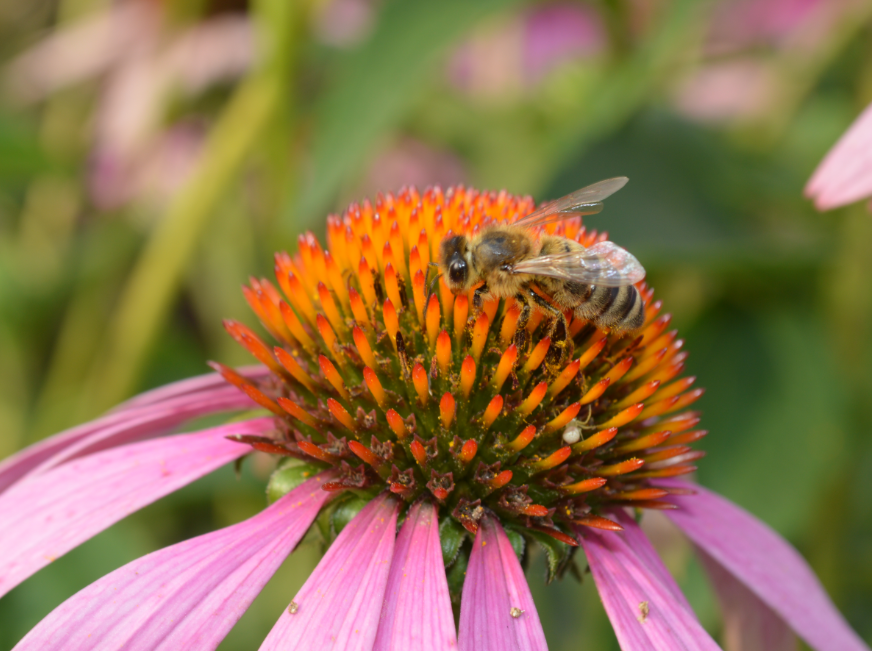 Echinacea purpurea