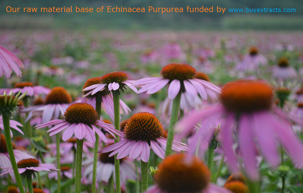 Echinacea Purpurea