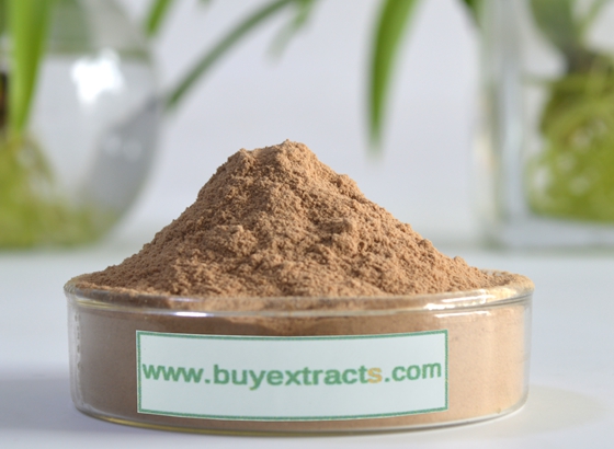 Salvia Militorrhiza (Danshen) extract