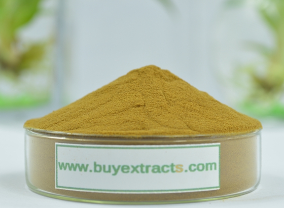 Ginkgo Biloba Extract