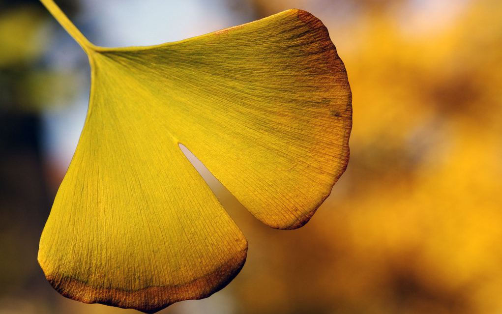 Ginkgo Biloba leaf