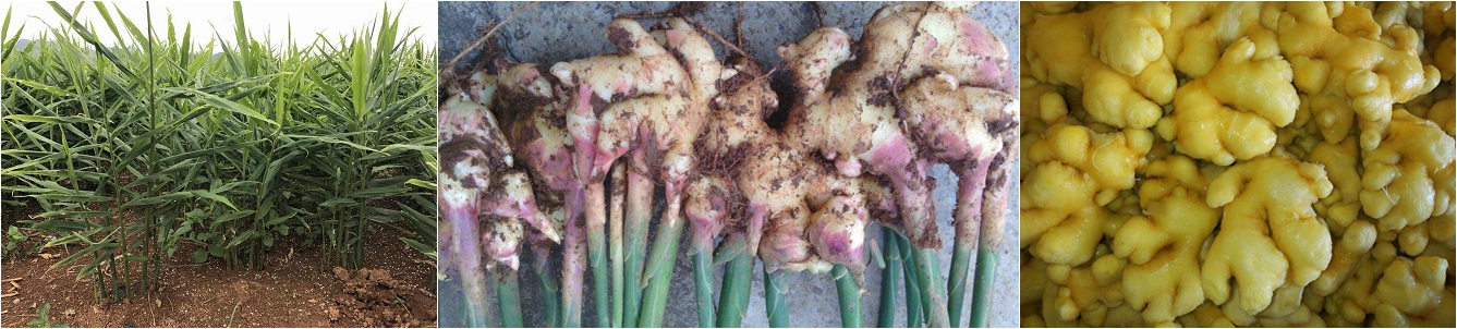 Yunnan Ginger