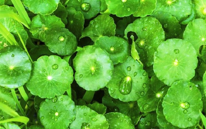 Centella Asiatica