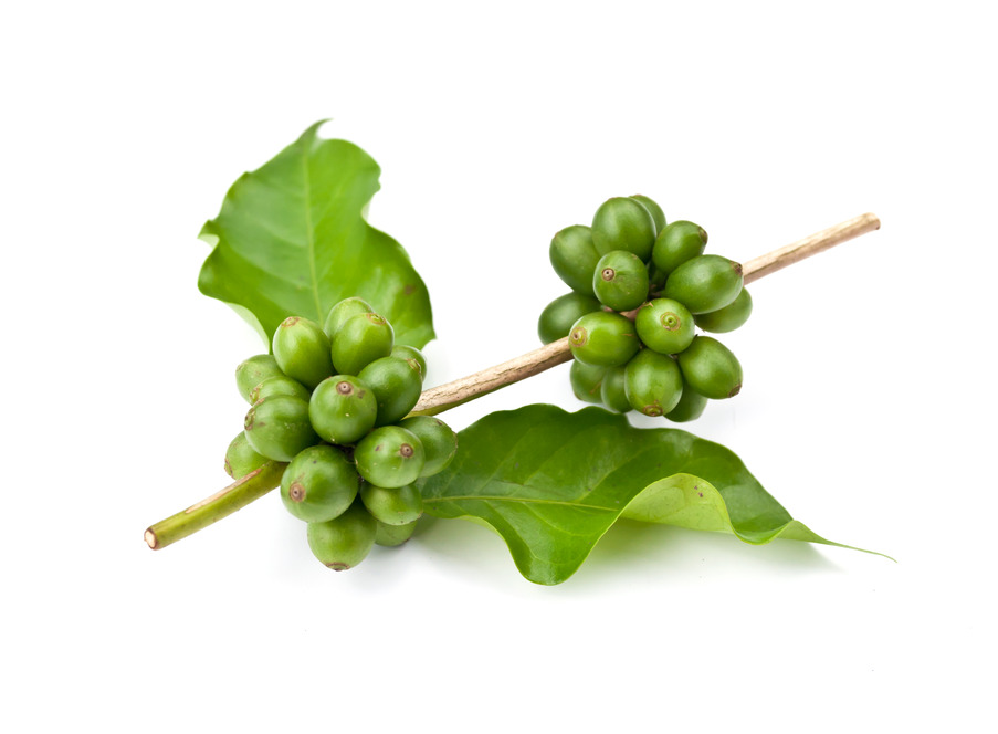 Where to buy Green Coffee Bean Extract manufacturer &suppliers