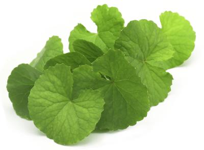 Hasil gambar untuk centellae herba